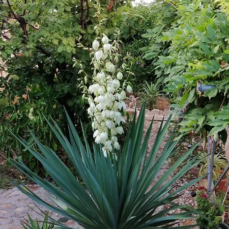 Miljana