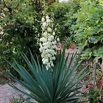 Miljana