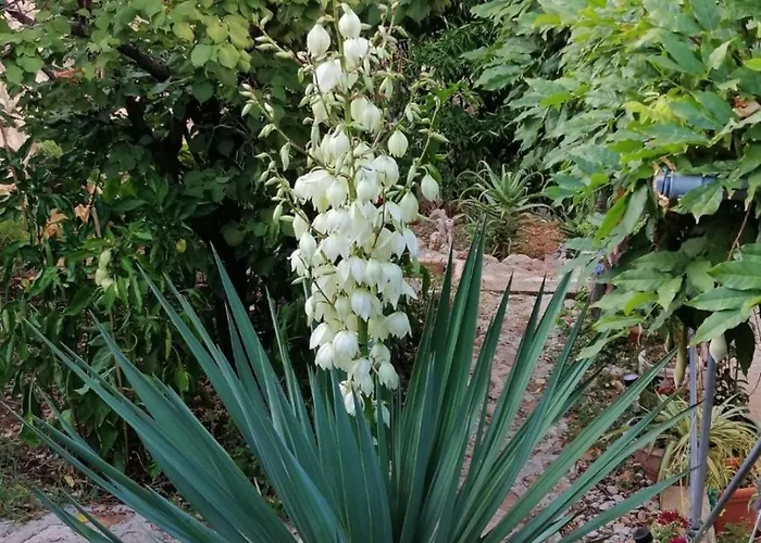 Miljana